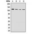 LifeSab™ NUP98 Rabbit pAb (50 µl)