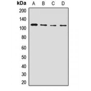 LifeSab™ NUP98 Rabbit pAb (50 µl)