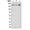 LifeSab™ ZO2 Rabbit pAb (50 µl)