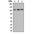 LifeSab™ GEN1 Rabbit pAb (50 µl)