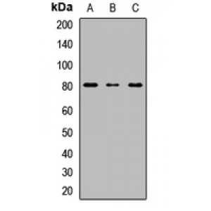 LifeSab™ UGT1A6 Rabbit pAb (50 µl)