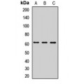 LifeSab™ ZC3H15 Rabbit pAb (50 µl)