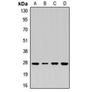 LifeSab™ Syntaxin 8 Rabbit pAb (50 µl)