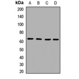 LifeSab™ IL-1RL2 Rabbit pAb (50 µl)