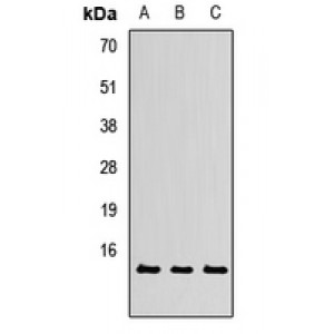 LifeSab™ TXNL4A Rabbit pAb (50 µl)