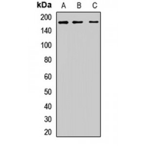 LifeSab™ Clusterin Rabbit pAb (50 µl)