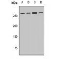 LifeSab™ Golgin-245 Rabbit pAb (50 µl)