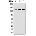 LifeSab™ PCDH1 Rabbit pAb (50 µl)