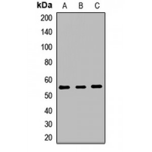 LifeSab™ POMT1 Rabbit pAb (50 µl)