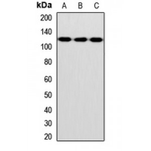 LifeSab™ INVS Rabbit pAb (50 µl)