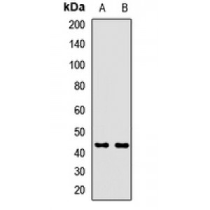 LifeSab™ INPP1 Rabbit pAb (50 µl)