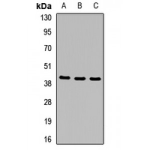 LifeSab™ MTHFD2 Rabbit pAb (50 µl)