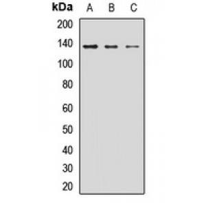 LifeSab™ Liprin alpha 1 Rabbit pAb (50 µl)