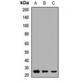 LifeSab™ RAB3D Rabbit pAb (50 µl)