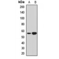 LifeSab™ THUMPD3 Rabbit pAb (50 µl)