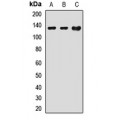 LifeSab™ NBC4 Rabbit pAb (50 µl)