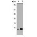 LifeSab™ TRAPPC2 Rabbit pAb (50 µl)