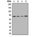 LifeSab™ AGPS Rabbit pAb (50 µl)