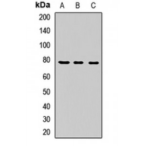 LifeSab™ LGN Rabbit pAb (50 µl)