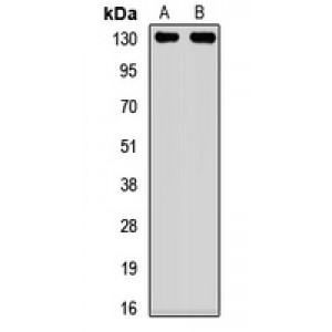 LifeSab™ SIRT1 Rabbit pAb (50 µl)