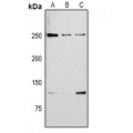 LifeSab™ ZO1 Rabbit pAb (50 µl)