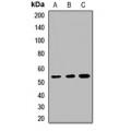 LifeSab™ KDM8 Rabbit pAb (50 µl)