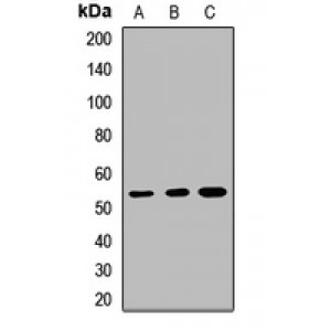 LifeSab™ KDM8 Rabbit pAb (50 µl)