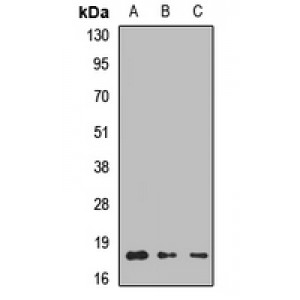 LifeSab™ LAMTOR1 Rabbit pAb (50 µl)