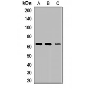 LifeSab™ AsnRS Rabbit pAb (50 µl)