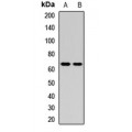 LifeSab™ GLMN Rabbit pAb (50 µl)