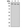 LifeSab™ POLR1B Rabbit pAb (50 µl)