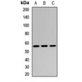 LifeSab™ Glutathione Reductase Rabbit pAb (50 µl)