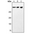 LifeSab™ CHD9 Rabbit pAb (50 µl)