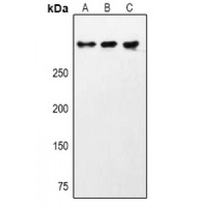 LifeSab™ CHD9 Rabbit pAb (50 µl)