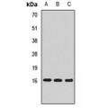 LifeSab™ MED21 Rabbit pAb (50 µl)