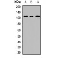 LifeSab™ hES Rabbit pAb (50 µl)