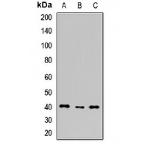 LifeSab™ SHARPIN Rabbit pAb (50 µl)