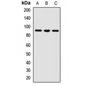 LifeSab™ USP4 Rabbit pAb (50 µl)