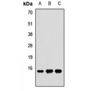 LifeSab™ RPS24 Rabbit pAb (50 µl)