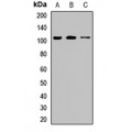 LifeSab™ CIP2A Rabbit pAb (50 µl)