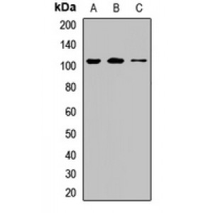 LifeSab™ CIP2A Rabbit pAb (50 µl)