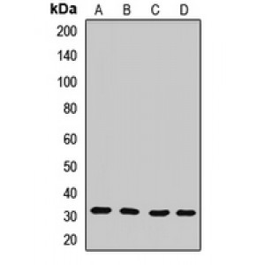 LifeSab™ PLSCR3 Rabbit pAb (50 µl)