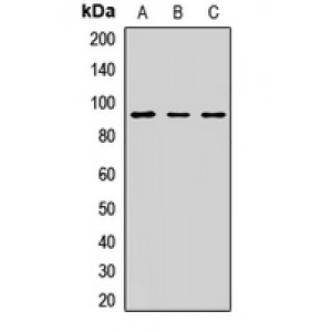 LifeSab™ TRPC1 Rabbit pAb (50 µl)