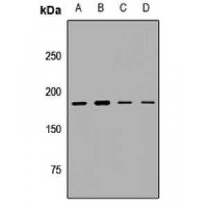 LifeSab™ MLL Rabbit pAb (50 µl)