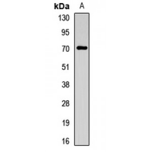 LifeSab™ CHRNA4 Rabbit pAb (50 µl)