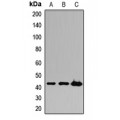 LifeSab™ KNG1 Rabbit pAb (50 µl)