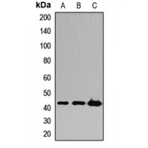 LifeSab™ KNG1 Rabbit pAb (50 µl)