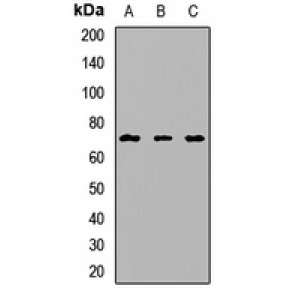 LifeSab™ CD223 Rabbit pAb (50 µl)