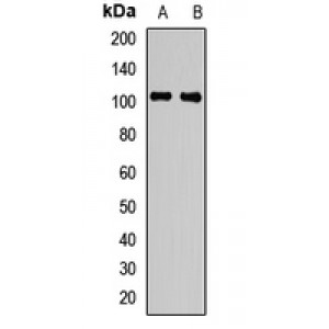 LifeSab™ Plasminogen Rabbit pAb (50 µl)