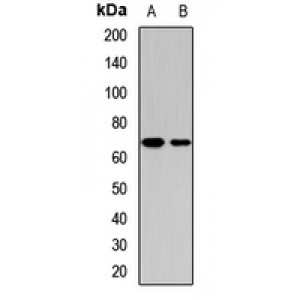 LifeSab™ MRPP3 Rabbit pAb (50 µl)